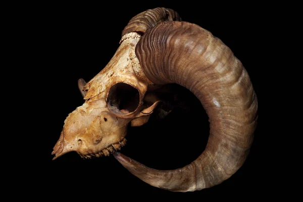 黒の背景に分離された Ram の頭蓋骨 — ストック写真