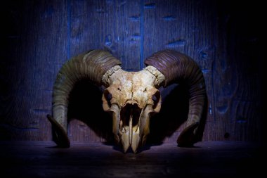 Mavi ahşap duvar beyaz eski ram kafatasında