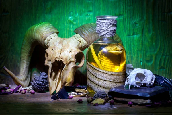 Vintage witchcraft still life with snake cobra and skulls. — Stock Photo, Image