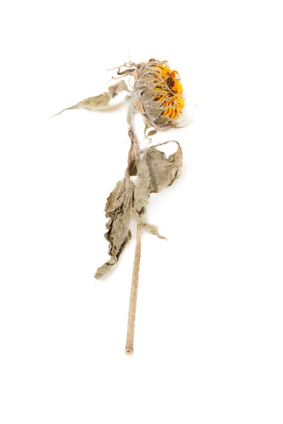 Girassol de herbário com plantas prensadas secas em branco — Fotografia de Stock