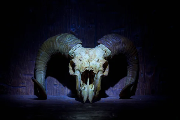 Blue old ram skull on blue wooden wall — Stock Photo, Image