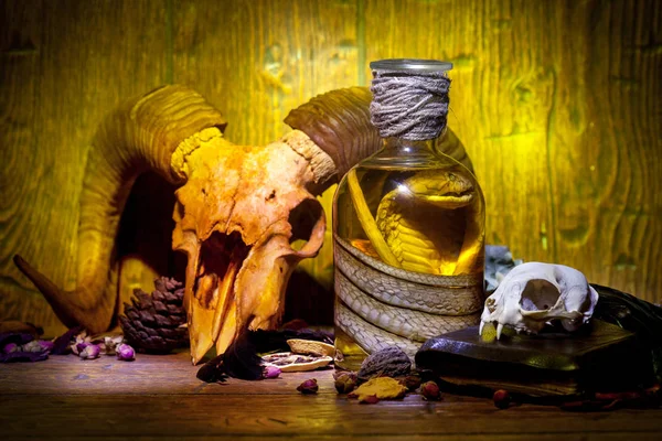 Vintage witchcraft still life with snake cobra and skulls. — Stock Photo, Image