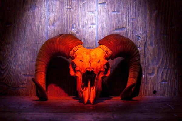 Red old ram skull on red wooden wall