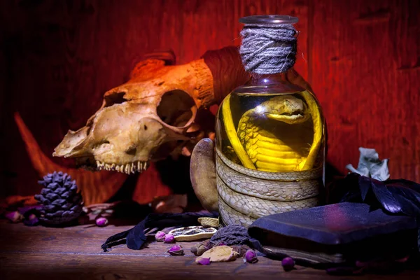 Vintage witchcraft still life with snake cobra and skulls. — Stock Photo, Image