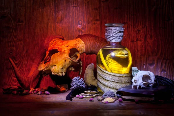 Vintage μαγεία νεκρή φύση με φίδι κόμπρα και τα κρανία. — Φωτογραφία Αρχείου