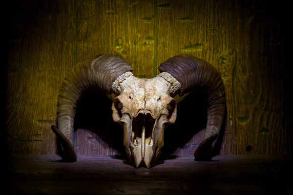 White old ram skull on yellow wooden wall — Stock Photo, Image