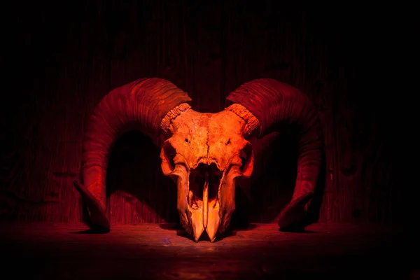 Red old ram skull on red wooden wall — Stock Photo, Image