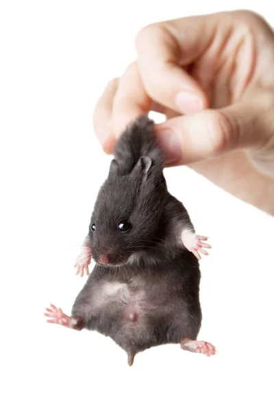 Hamster in hand. Hamster hold the scruff. — Stock Photo, Image