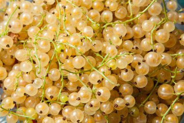 Frenk üzümü sarı. Köyü bahçesinden taze organik Frenk üzümü.