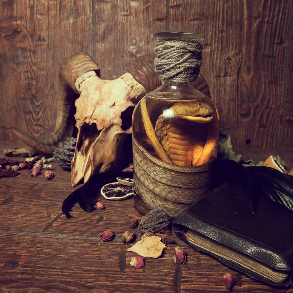 Vintage witchcraft still life with snake cobra and skull. — Stock Photo, Image