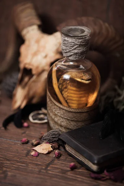 Vintage witchcraft still life with snake cobra and skull. — Stock Photo, Image