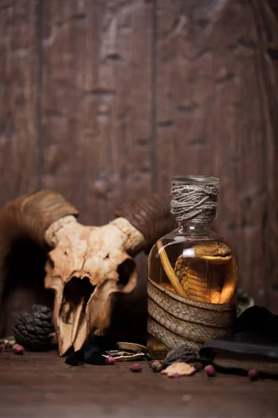 Vintage witchcraft still life with snake cobra and skull. — Stock Photo, Image