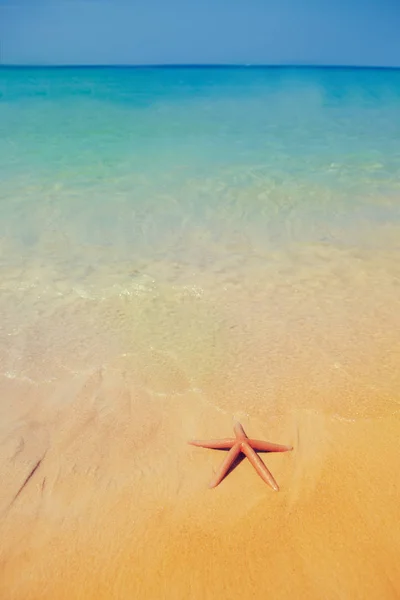 Caribbean tropical beach with a beautiful red starfish on sand — Stock Photo, Image