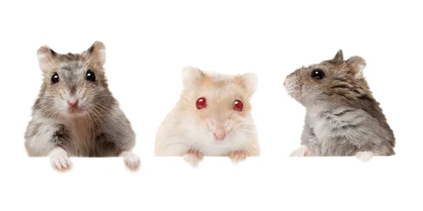 Kleine binnenlandse jonge hamsters geïsoleerd op wit. — Stockfoto