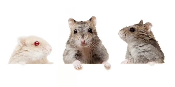 Piccoli criceti domestici isolati su bianco . — Foto Stock