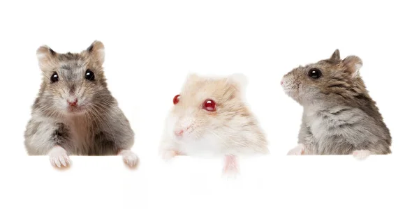 Kleine einheimische junge Hamster isoliert auf weißen. — Stockfoto