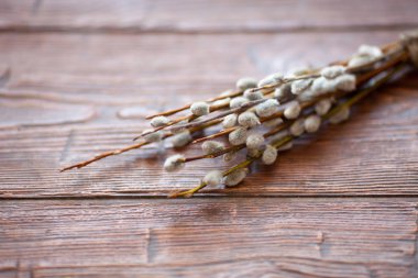 Ahşap arka planda Willow catkins. Paskalya konsepti.