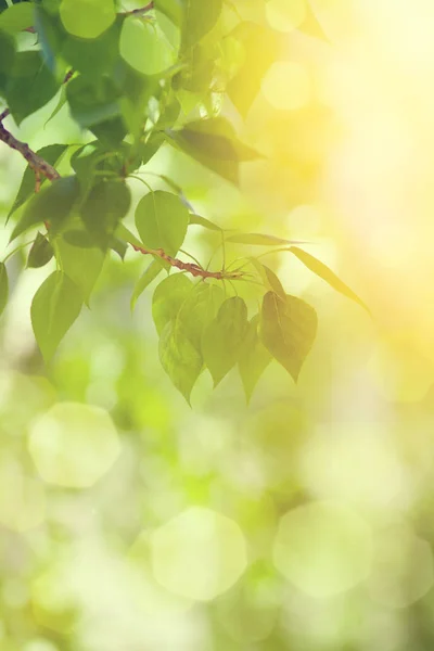 Grün-gelbe Blätter mit Linsenschlaghintergrund bei sonnigem Tag — Stockfoto