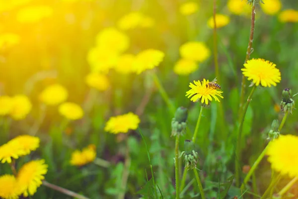 Καλοκαιρινό πράσινο φόντο. Λουλούδια άνοιξη λουλουδιών φύση. — Φωτογραφία Αρχείου