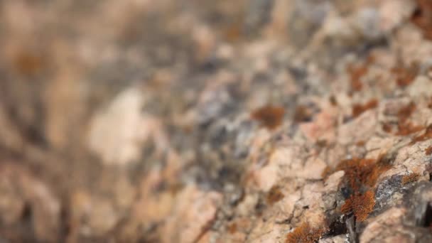 Magnetisch kompas met een zwarte wijzerplaat op een wild steen bedekt met mos. — Stockvideo