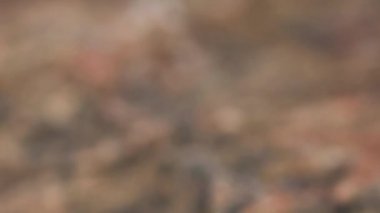 Manyetik pusula vahşi bir taş bir siyah kadran ile yosun kaplı.