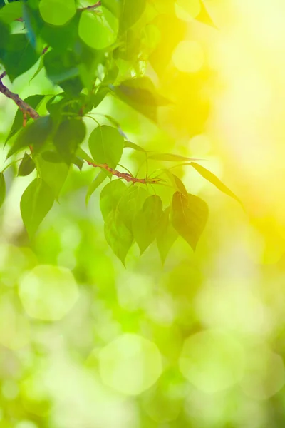 Güneşli bir günde lens parlama arka plan ile parlak yeşil sarı yaprakları — Stok fotoğraf