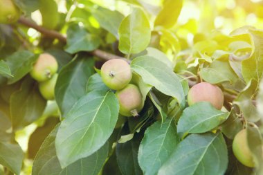 Bir elma bahçesi bir ağacın dalında asılı elma