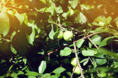 Bir elma bahçesi bir ağacın dalında asılı elma