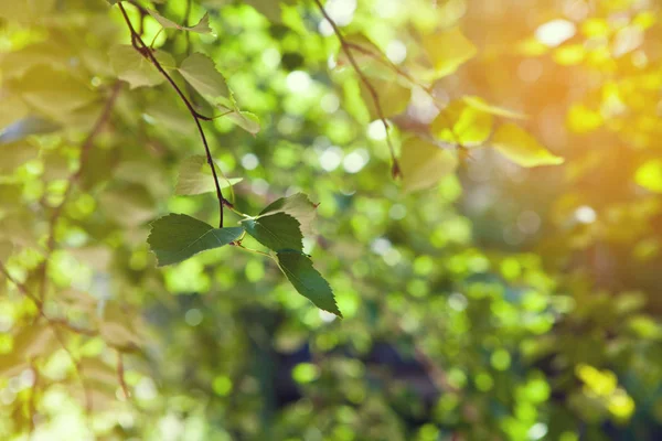 Foglie verde-gialle con sfondo bagliore lente nella giornata di sole — Foto Stock