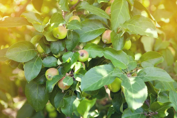 Bir elma bahçesi bir ağacın dalında asılı elma — Stok fotoğraf