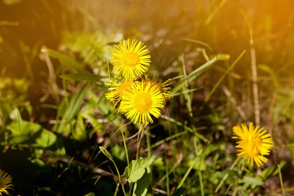 Καλοκαιρινό πράσινο φόντο. Λουλούδια άνοιξη λουλουδιών φύση. — Φωτογραφία Αρχείου