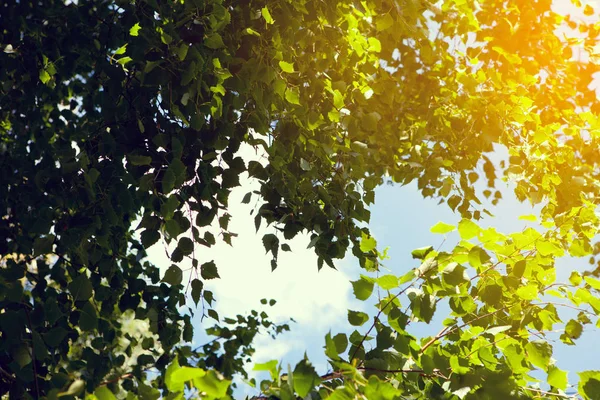 Feuilles vert-jaune avec fond clair de lentille dans la journée ensoleillée — Photo