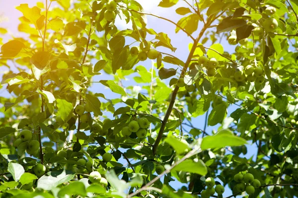 Manzanas colgando de una rama de árbol en un huerto de manzanas — Foto de Stock