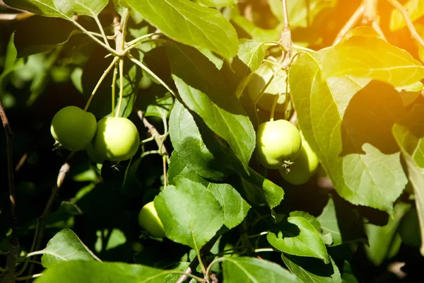 Bir elma bahçesi bir ağacın dalında asılı elma