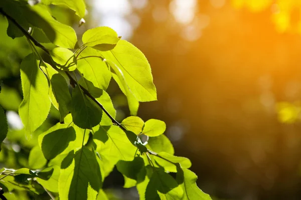 Grün-gelbe Blätter mit Linsenschlaghintergrund bei sonnigem Tag — Stockfoto