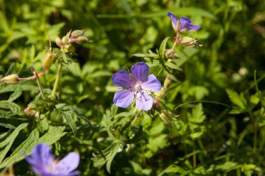 Yaz yeşil arka plan. Bahar çiçekleri doğa arka plan.