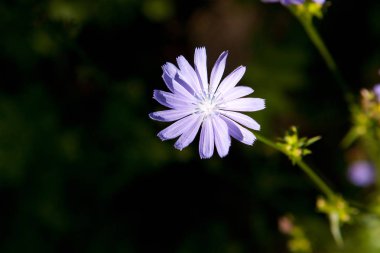 Yaz yeşil arka plan. Bahar çiçekleri doğa arka plan.