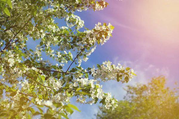 Beautiful apple tree branch against the blue sky.