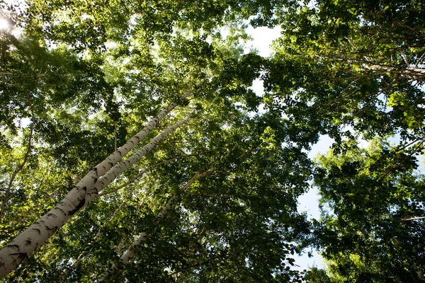 Hojas amarillas verdes con fondo de destello de lente — Foto de Stock