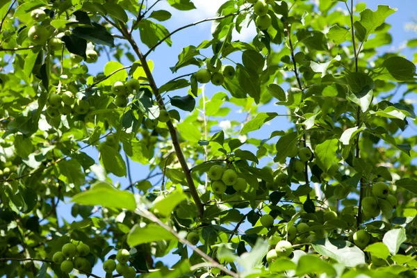 Mele appese a un ramo d'albero in un meleto — Foto Stock