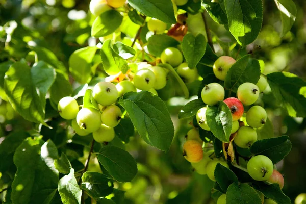苹果挂在树树枝在苹果园 — 图库照片