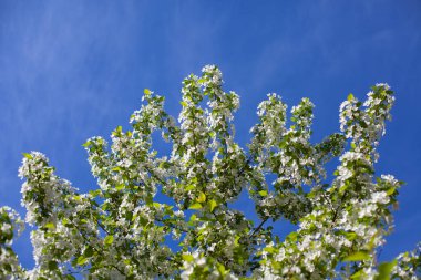 Mavi gökyüzüne karşı güzel elma ağacı dalı.