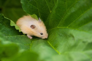 Bahar bahçesinde turuncu Suriyeli hamster
