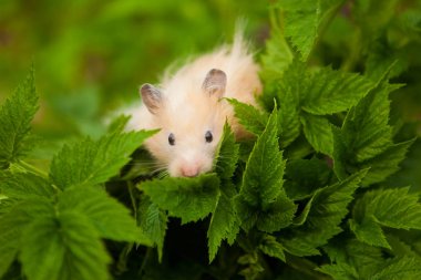 Bahar bahçesinde turuncu Suriyeli hamster