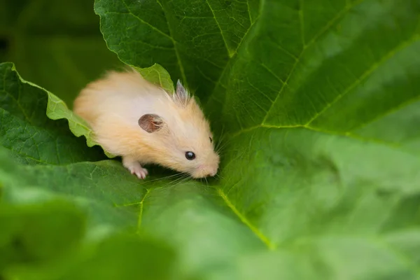 Hamster syrien orange dans le jardin au printemps — Photo