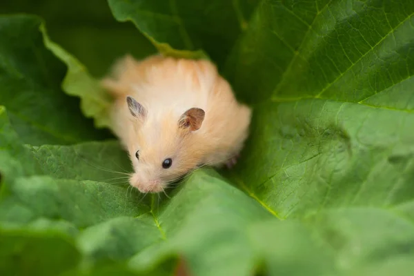 Orangefarbener syrischer hamster im frühling — Stockfoto