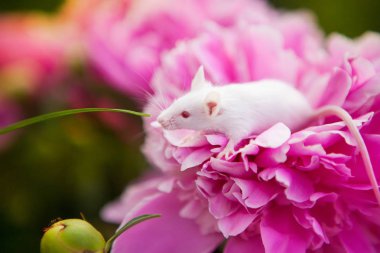 White mouse sitting on a pink pion flower clipart