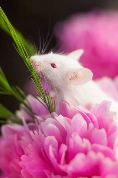 Rato branco sentado em uma flor de píon rosa — Fotografia de Stock