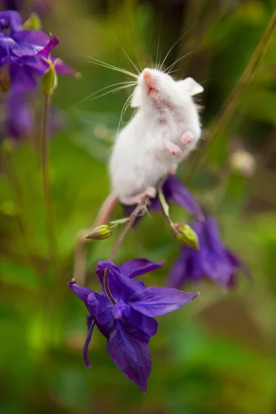 Topo bianco seduto su un fiore di campana blu — Foto Stock