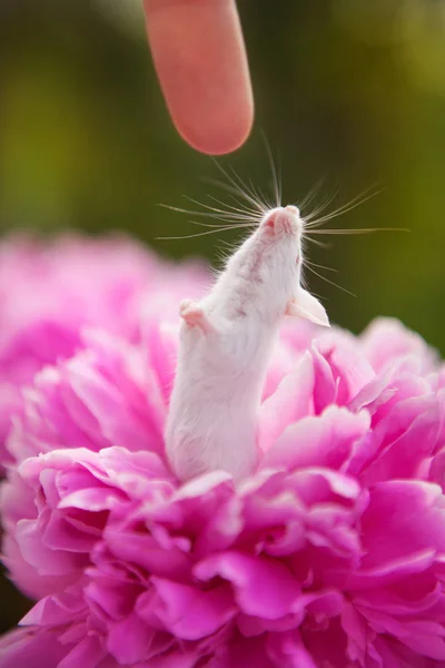 Topo bianco seduto su un fiore di pione rosa — Foto Stock